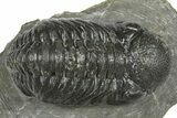 Detailed Austerops Trilobite - Ofaten, Morocco #372444-2